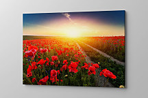 Obraz Makové kvety zs1057